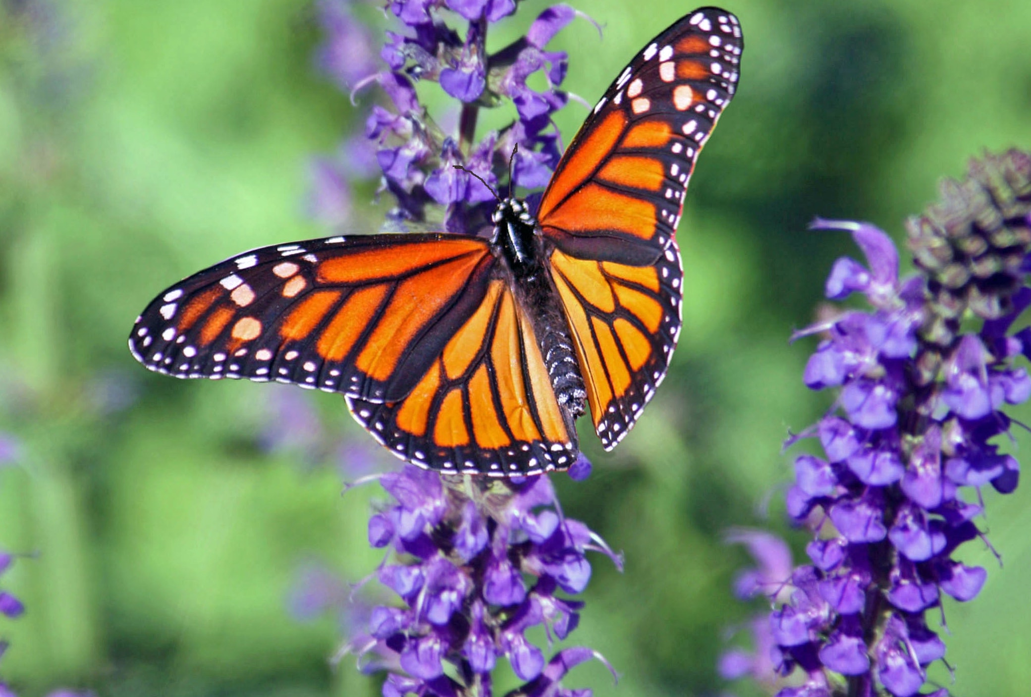 Aktionsidee „Kunterbunter Schmetterling"