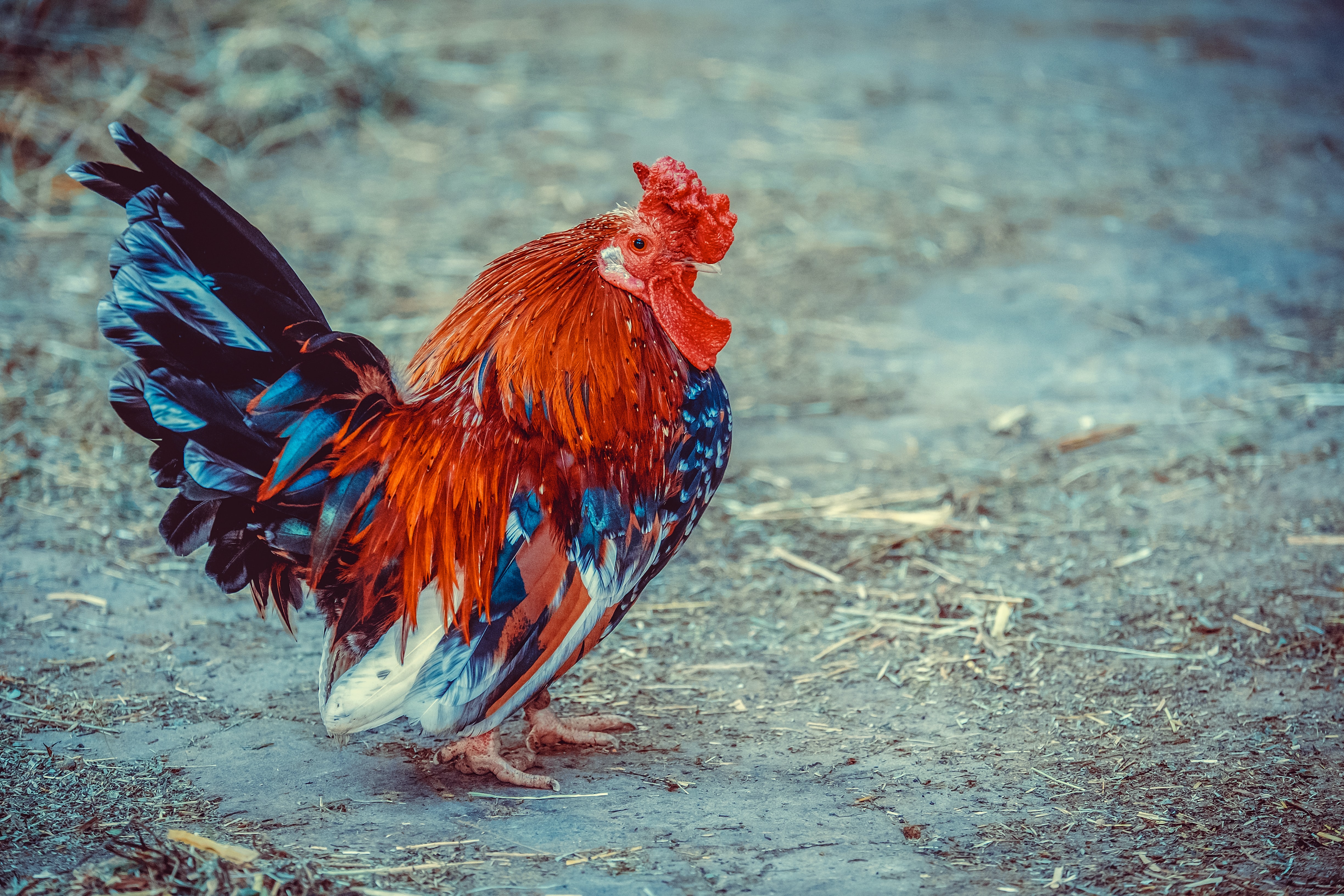 Aktionsidee „Tiere nachmachen"