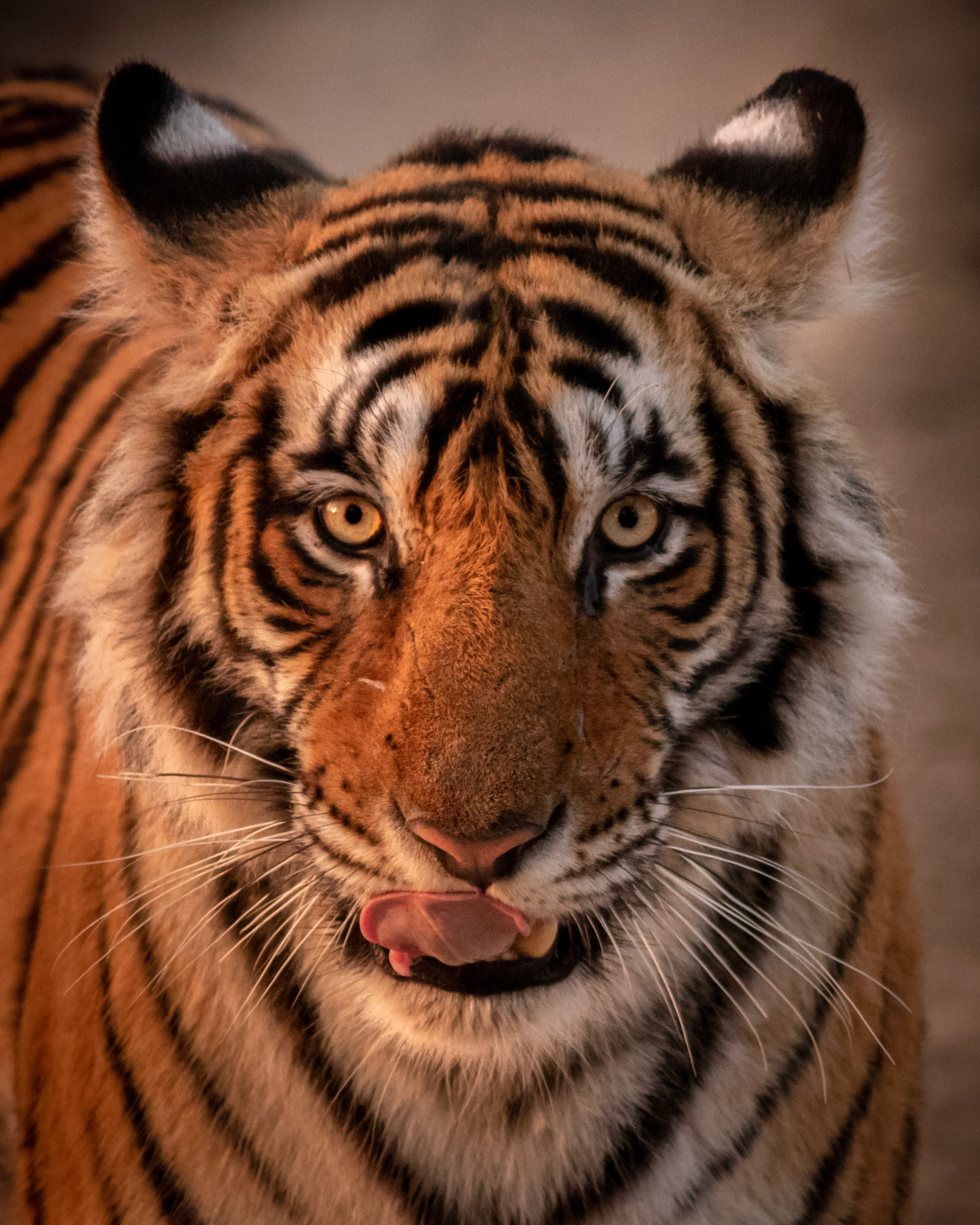 Aktionsidee „Tigerrennen"