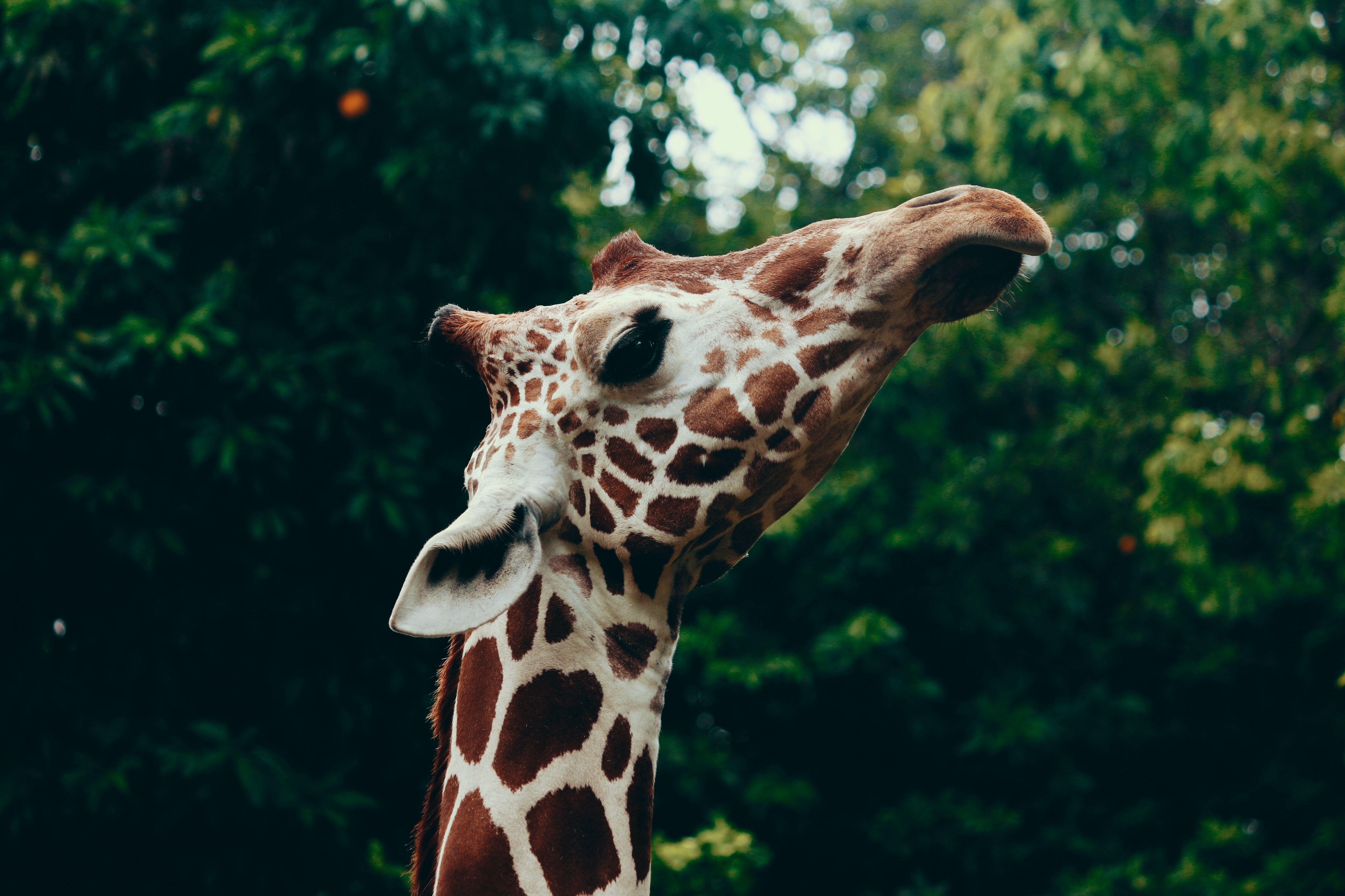 Aktionsidee „Fingerspiel: Kinder im Zoo"