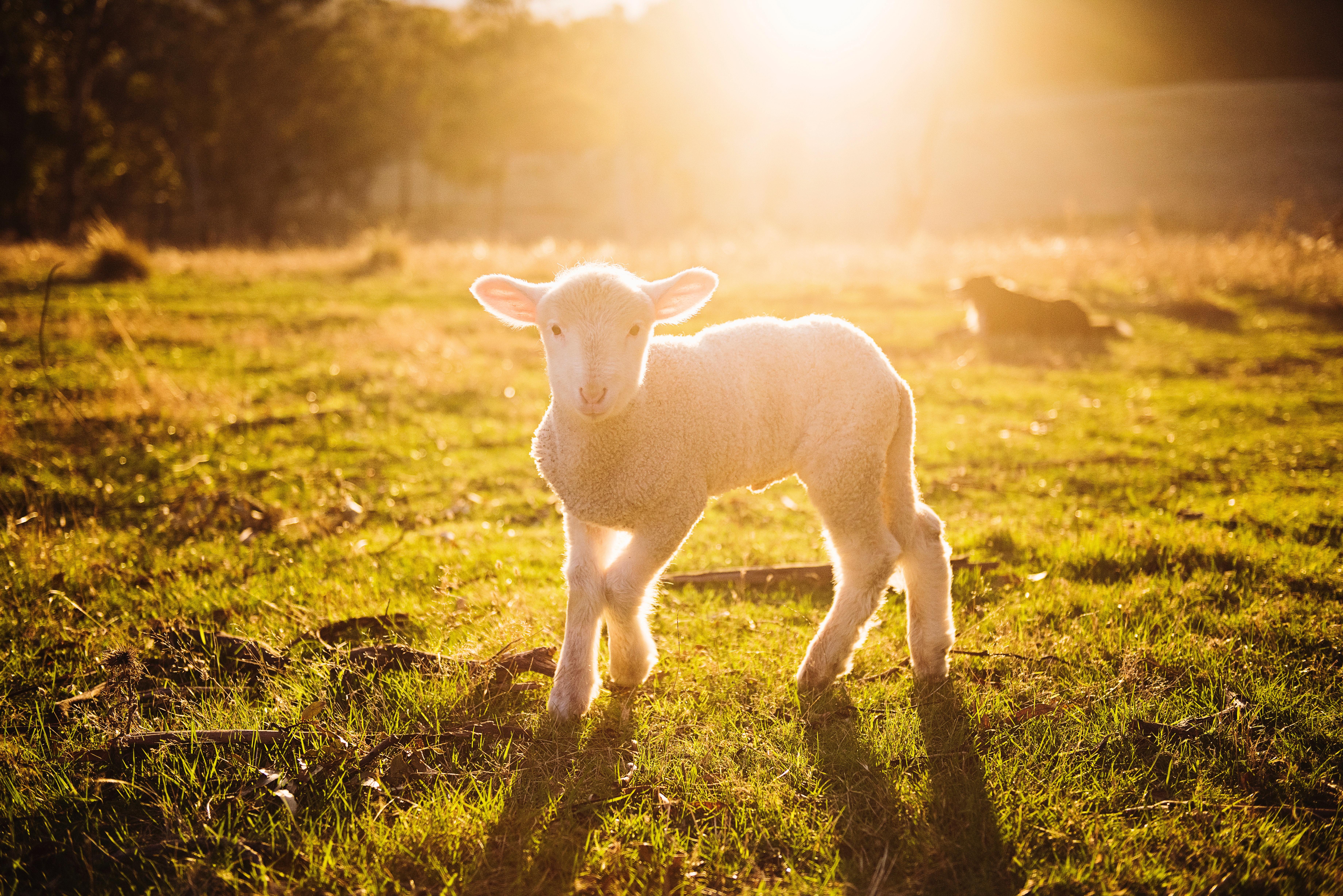 Aktionsideen „Zuordnungsspiel: Tierjungen"