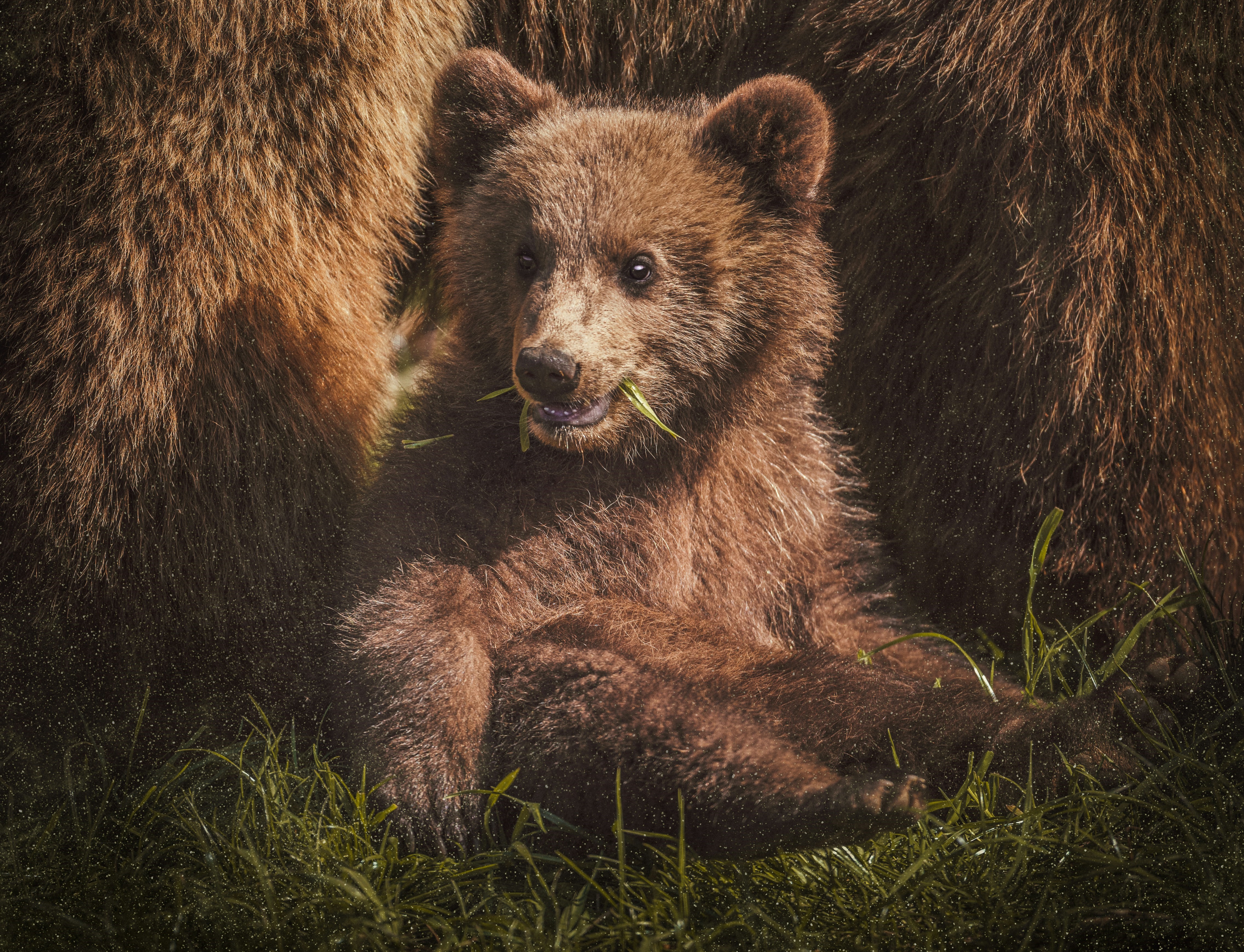 Aktionsidee "Unser kleiner Bär im Zoo"