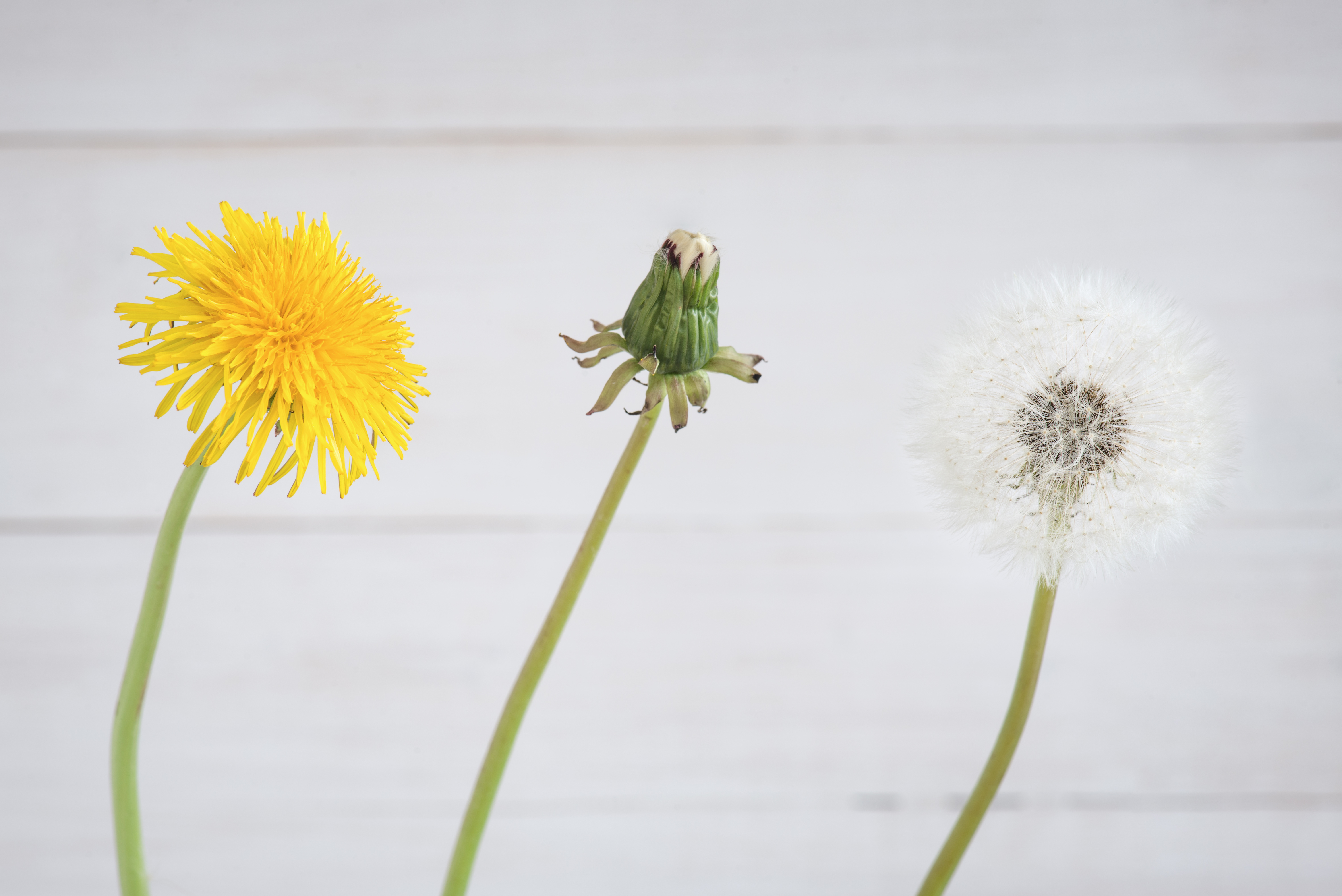 Aktionsidee "Vom Löwenzahn zur Pusteblume"