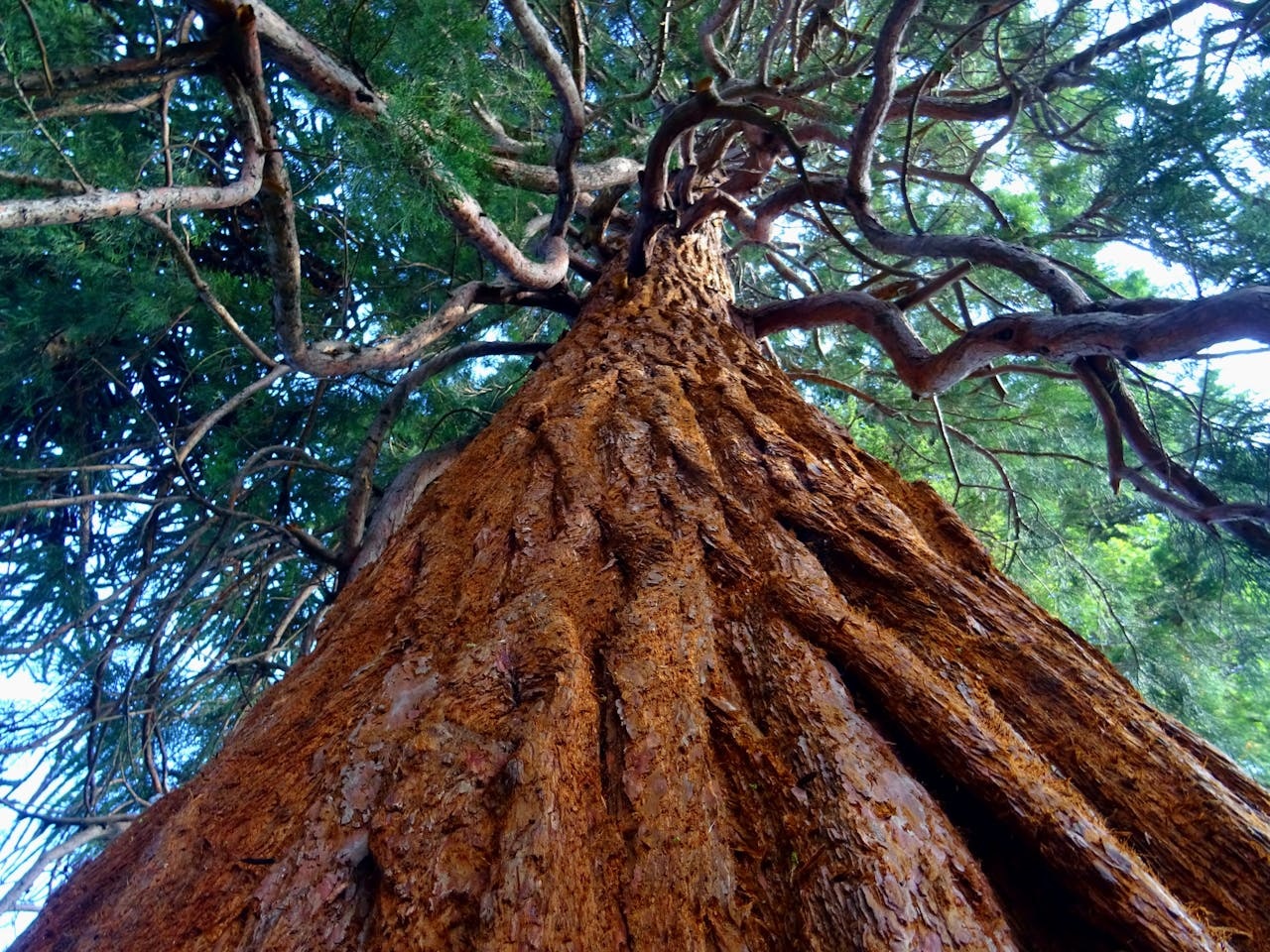 Aktionsidee "Wachsen wie ein Baum". Stiftung Lesen