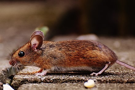 Aktionsidee: „Reim: Kommt eine Maus"