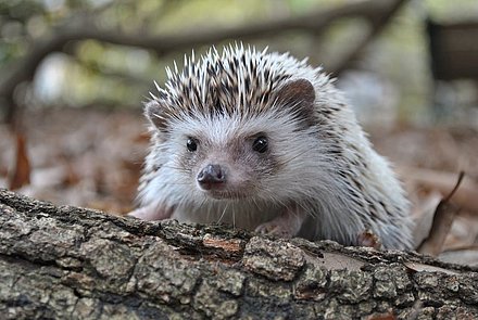 Aktionsidee "Apfel-Igel", Kenny Belue