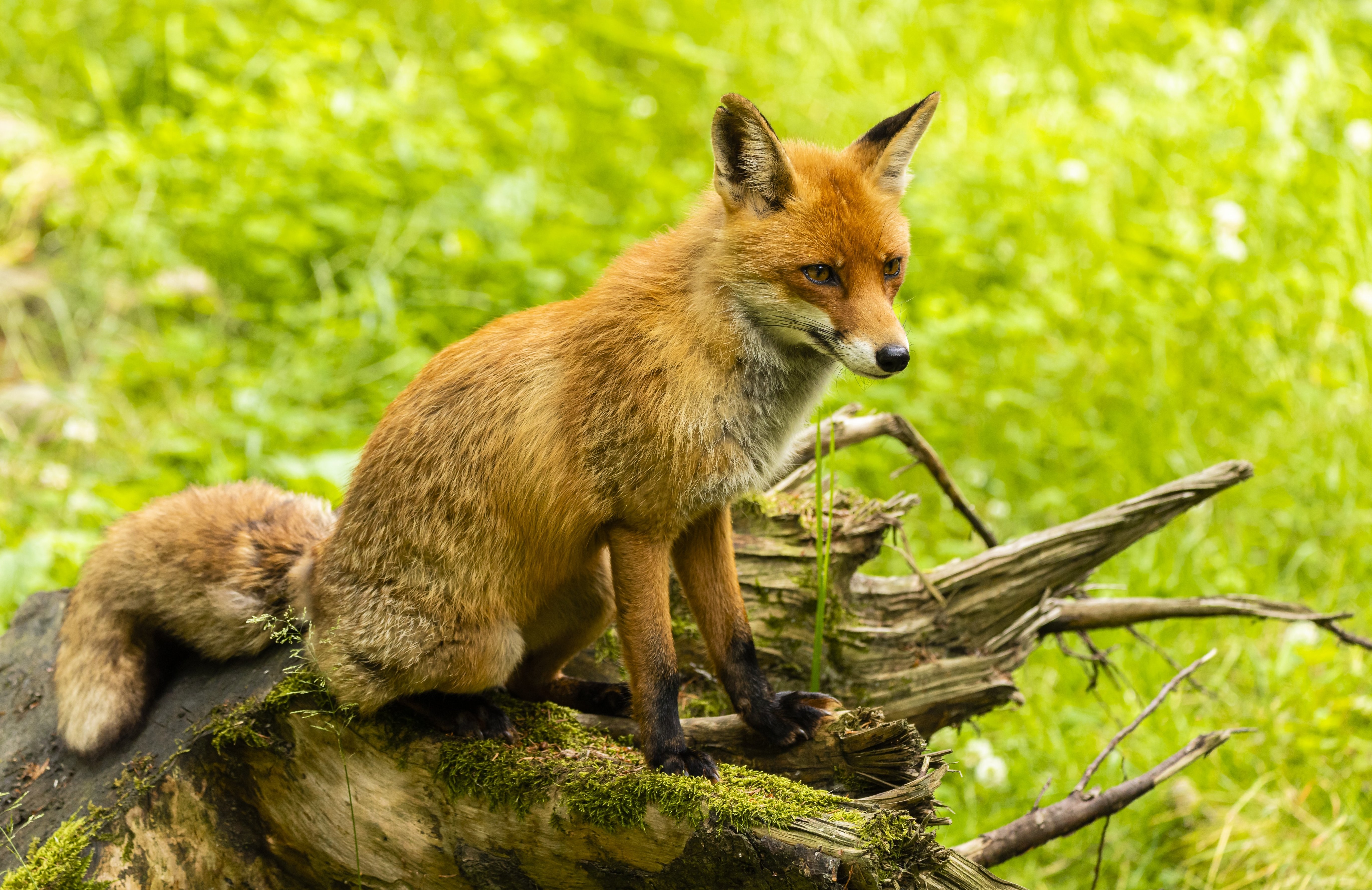 Aktionsidee „Fuchs, was willst du fressen?"