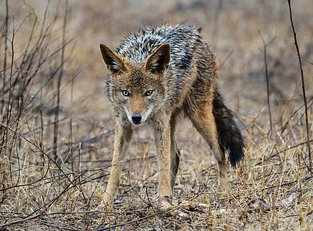 Aktionsidee "Der Koyote und die Gänse"