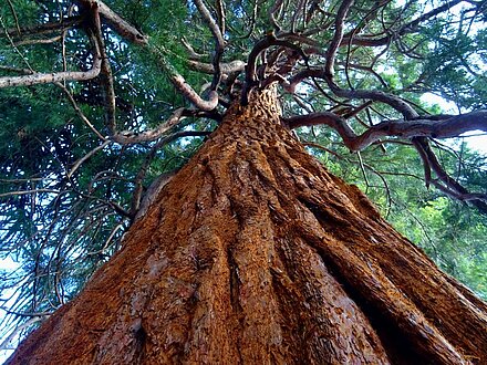 Aktionsidee "Wachsen wie ein Baum". Stiftung Lesen