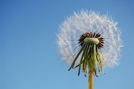 Aktionsidee „Pusteblumenbilder gestalten"