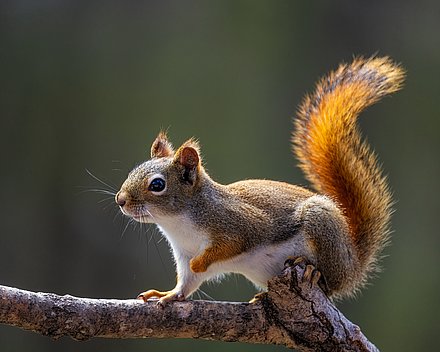 Aktionsidee „Sprichwortekombinator - Zeit ist ein Eichhörnchen"