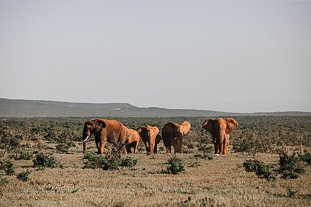 Aktionsidee „Lebensräume tierischer Buchhelden ermitteln"