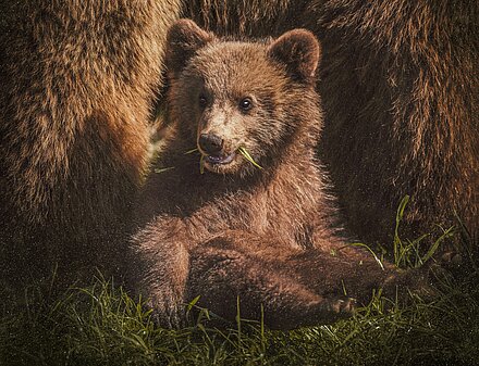 Aktionsidee "Unser kleiner Bär im Zoo"
