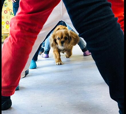 Aktionsidee "Parcours mit Hund", Stiftung Lesen 