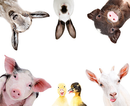 Aktionsidee "Tierbewegungen". Stiftung Lesen